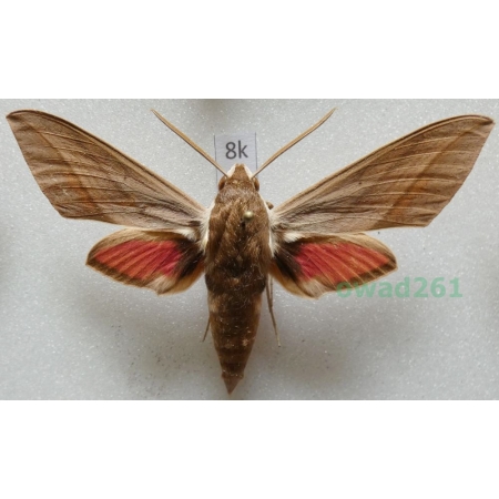 Theretra alecto (Linnaeus, 1758) ex. ovo Greece, Rhodes8k